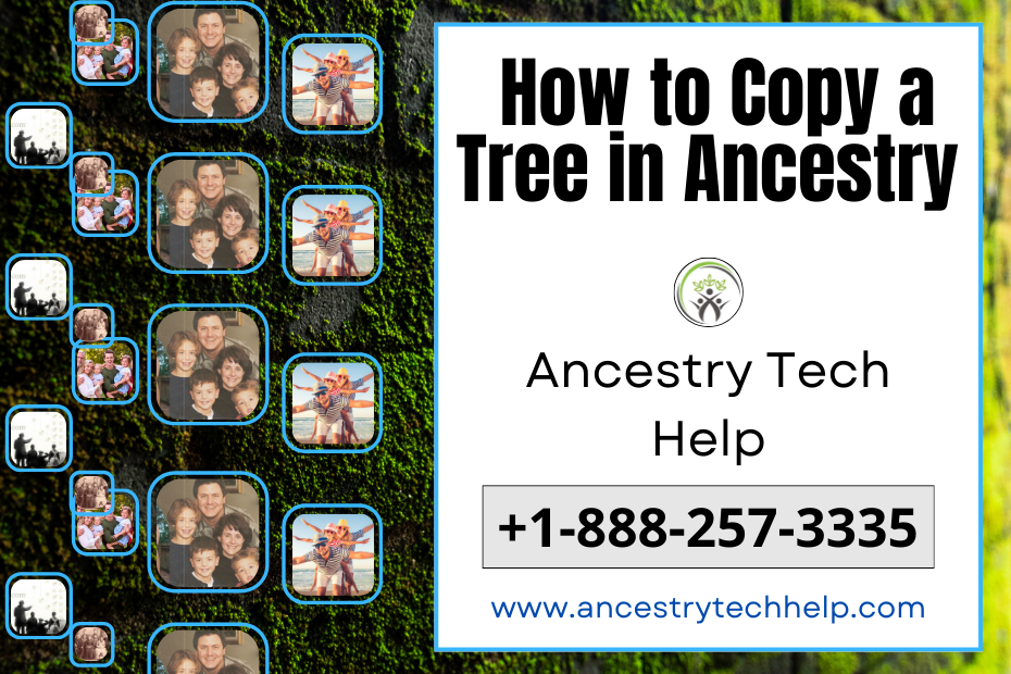 Can I Duplicate a Tree on Ancestry?